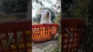 cute rabbit video  #youtube short#viral#short feed#short