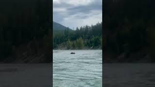 Black Bear at Flathead River