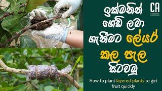 ඉක්මනින් ගෙඩි ලබා ගැනීමට ලේයර් කල පැල සිටවමු  How to plant layered plants to get fruit quickly