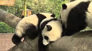 Kung-fu Pandas Part 2