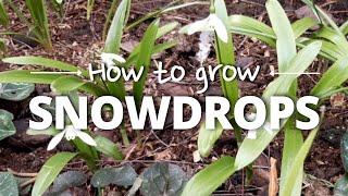 A Simple Guide to Growing Snowdrops