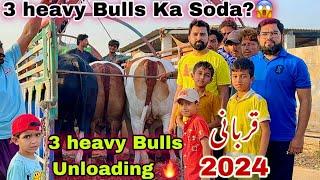 3 Heavy Bulls Dangerous unloading   Mir House Qurbani Bulls of 2024   Bakra Eid 2024