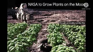 Scientists Grow Plant In Lunar Soil