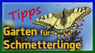 Flatternde Vielfalt im eigenen Garten - Schmetterlinge anlocken