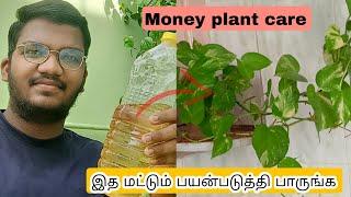 Money plant growth hacks in tamilHow to grow Money plant at home in tamil.