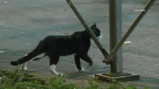 Cat Hunts Huge NYC Rats at Bronx NYCHA 9.23.21