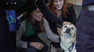 Dogtober 2020  Assistance Dogs Australia