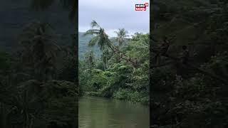 പുഴയിൽ ചാടാൻ തെങ്ങിൽ കയറി തെങ്ങുമുറിഞ്ഞ് പുഴയിലേക്ക് #shorts