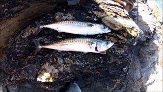 Shore Fishing - Spinning for Mackerel - Tips for Beginners