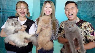 BOO DAN CIKU KUCING PUNYA TEMAN BARU ZAINAL PENGEN BELI KUCING??