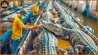 How Farmers Transport And Process Millions Of Crocodiles - Crocodile Farm  Processing Factory