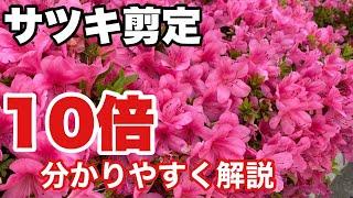 【サツキ剪定】来年しっかり咲かせるための剪定方法