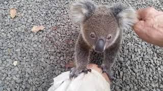 Koala baby rescue