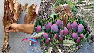 How to propagate Mango from cutting-crafting idea mango get the best fruit