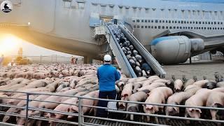 ¿Cómo se transportaron 4.500 cerdos en Rusia a China? - La granja de cerdos más grande de Rusia