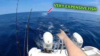 We caught a very expensive fishing…