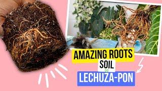 Syngonium Godzilla Repot  From Soil to Lechuza-Pon