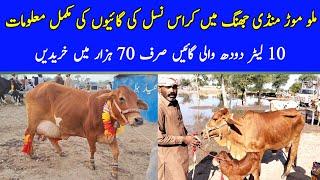 Doli Shaheed Mandi Jhang  Cross Cows Rates Update  Sasti Cows  Cow Mandi  Pk Janwar