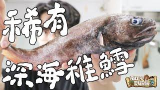 難得一見  你沒吃過的超稀有深海稚鱈 ｜RICOの食材圖鑑
