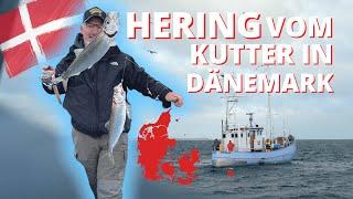 Heringsangeln in Dänemark - So fangt ihr dicke Heringe vom Kutter