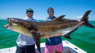 GIANT Cobia in Americas BEST Fishing Spot  Catch Clean Cook Sight Fishing Cobia