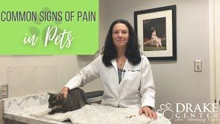 Signs of Pain in Pets