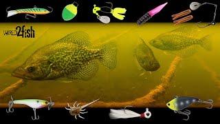 6 Proven Panfish Setups You Need to Use  UNDERWATER Footage