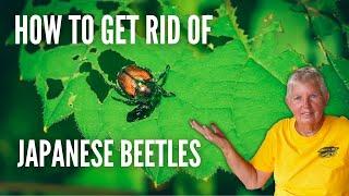 Japanese Beetle Control The Ultimate Guide for a Beetle-Free Garden