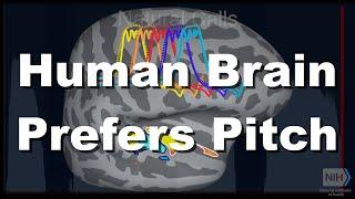 Human Brain Prefers Pitch