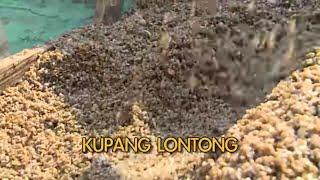 KUPANG LONTONG  JEJAK SI GUNDUL 090322