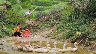 The ducks laid many eggsbthe uncle repaired the cage while Phuong Vy collected the eggs to sell