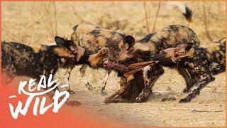 The Most Successful Hunter In Africa  Wild Dogs Documentary  Real Wild