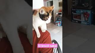 KRUCIL SI KUCING KECIL NAKAL KUCING LUCU #shorts #short #kucinglucu #kucing #kucingimut