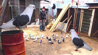 ГОЛУБИ Ленинаканские у дедушки в хозяйствеArmenian pigeons