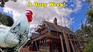 A Rat Chickens Scaffolding & A Busy Week