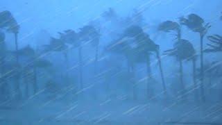 Beat Insomnia with with Terrible Hurricane  Strong Wind and Heavy Rain Breaking Trees   10 Hours