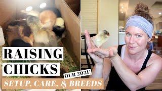 BRINGING HOME CHICKS  Raising DAY-OLD Baby Chickens  Poultry Care For Beginners  2021 Bird Haul