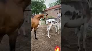 تزاوج حصان وحمارة  horse mating