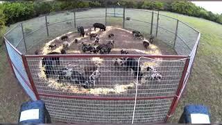 TEXAS HOG BAIT Best Gate Drop on YouTube Feral Hogs Go Crazy