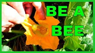 How to Hand Pollinate Squash