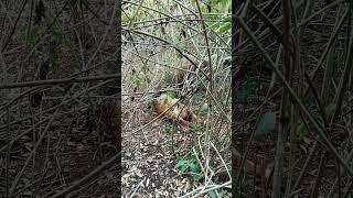 Food In The Bush  Komodo Dragon