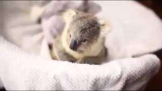 cute orphan baby koala saved after his mom was killed