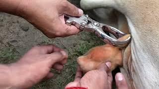 Castration of bull l dr umar khan