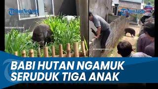 DETIK-DETIK PANIK Warga Diserang Babi Hutan Empat Orang Luka Diseruduk