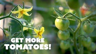 How to Hand-Pollinate TOMATO Flowers for Better Yields 