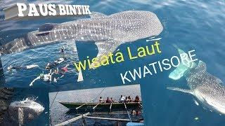 Wisata Laut KAWATISORE Nabire PapuaHiu PausPaus Bintik