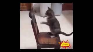 Cat Vs Rat