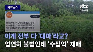 자막뉴스 허점 이용해 야산 빼곡히 대마 재배…대체 허가는 어떻게?  JTBC News