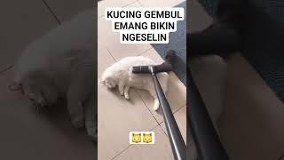 SI KUCING GEMBUL NGESELIN