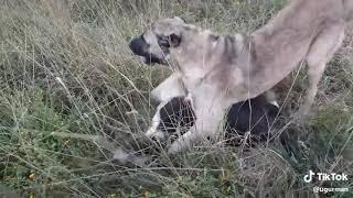 Kangal Vs Pitbull